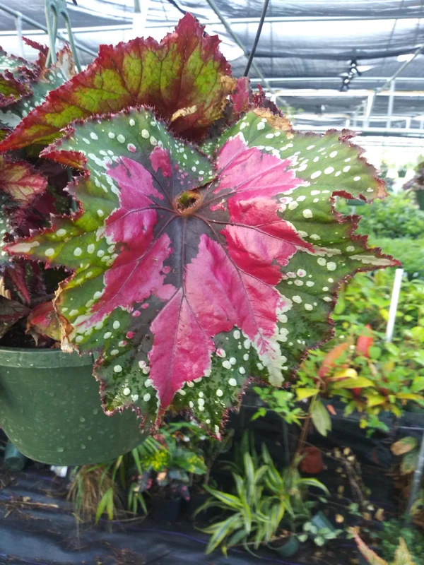Rex Begonia Strawberry Sherbet Live Plant 4" Pot - Indoor Foliage Plant - Image 1