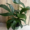 Rhaphidophora Decursiva Live Plant - Dragon Tail in 6 inch Pot, Indoor Climber - Cannot ship to CA - Image 1
