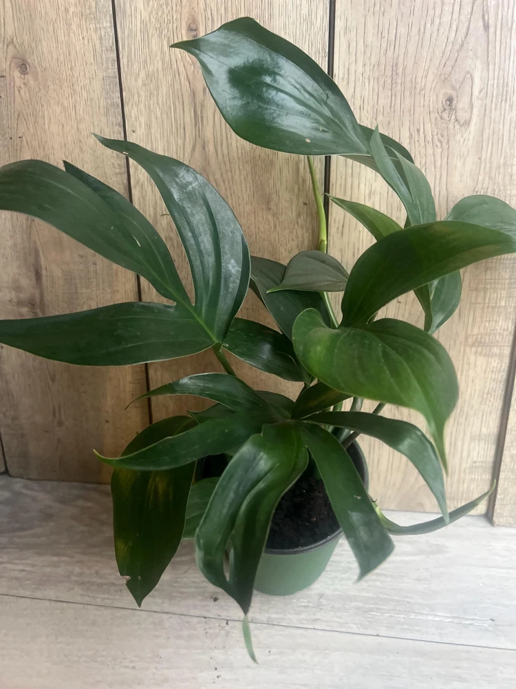 Rhaphidophora Decursiva Live Plant - Dragon Tail in 6 inch Pot, Indoor Climber - Cannot ship to CA - Image 1
