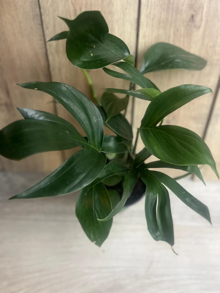 Rhaphidophora Decursiva Live Plant - Dragon Tail in 6 inch Pot, Indoor Climber - Cannot ship to CA - Image 2
