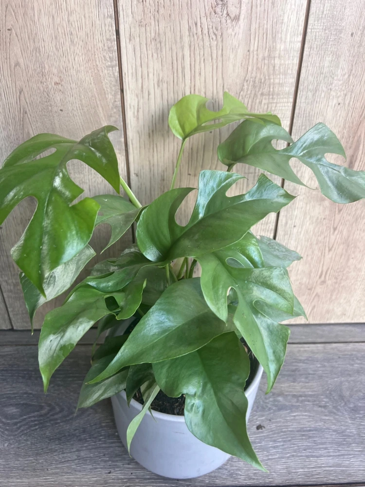 Rhaphidophora Tetrasperma Live Plant – Mini Monstera in 6 Inch Pot – Indoor Vining Plant - Cannot ship to CA - Image 2