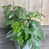 Rhaphidophora Tetrasperma Live Plant – Mini Monstera in 6 Inch Pot – Indoor Vining Plant - Cannot ship to CA - Image 1