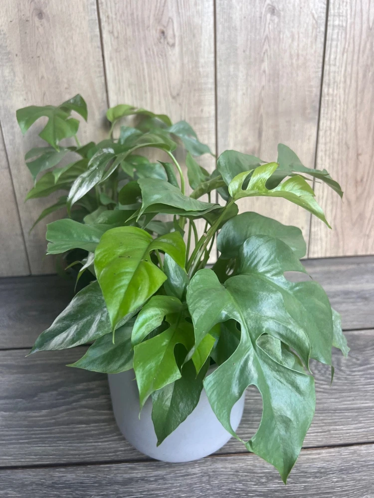 Rhaphidophora Tetrasperma Live Plant – Mini Monstera in 6 Inch Pot – Indoor Vining Plant - Cannot ship to CA - Image 1