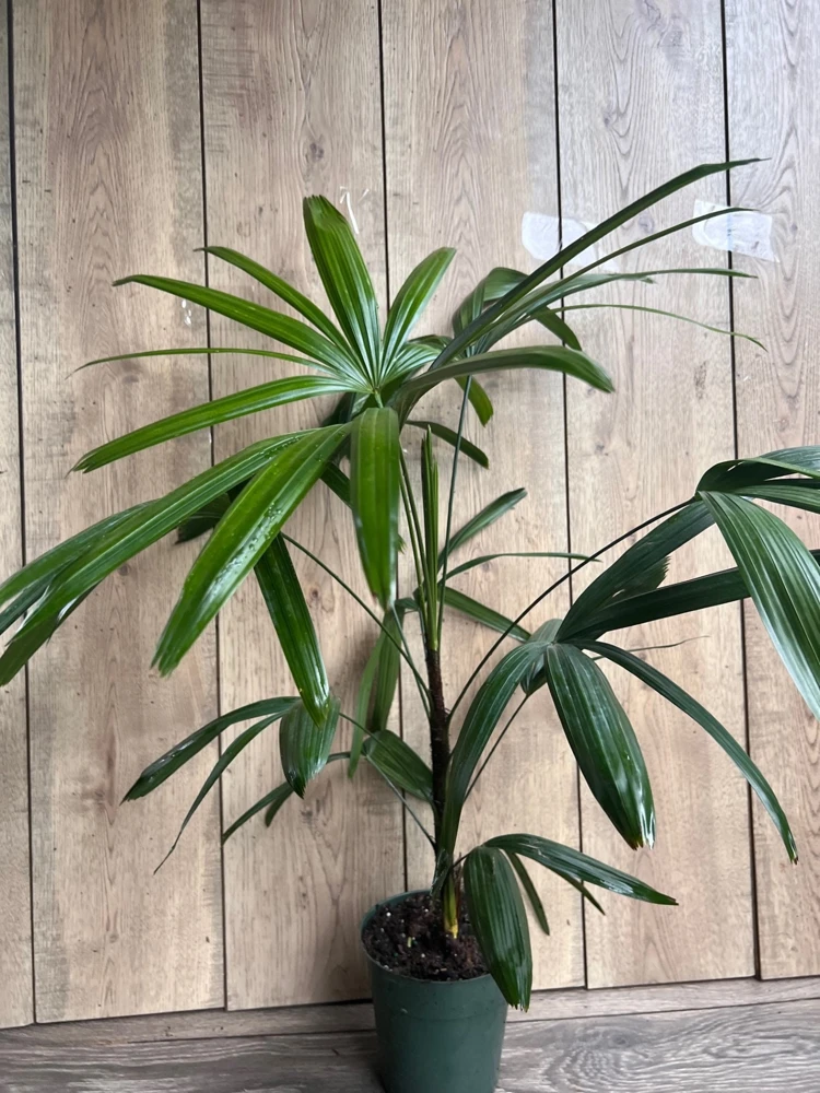 Rhapis Palm Live Plant - Lady Palm in 4" Pot - Air Purifying Indoor/Outdoor - Cannot ship to CA - Image 2