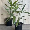 Rhapis Palm Live Plant - Lady Palm in 4" Pot - Air Purifying Indoor/Outdoor - Cannot ship to CA - Image 1