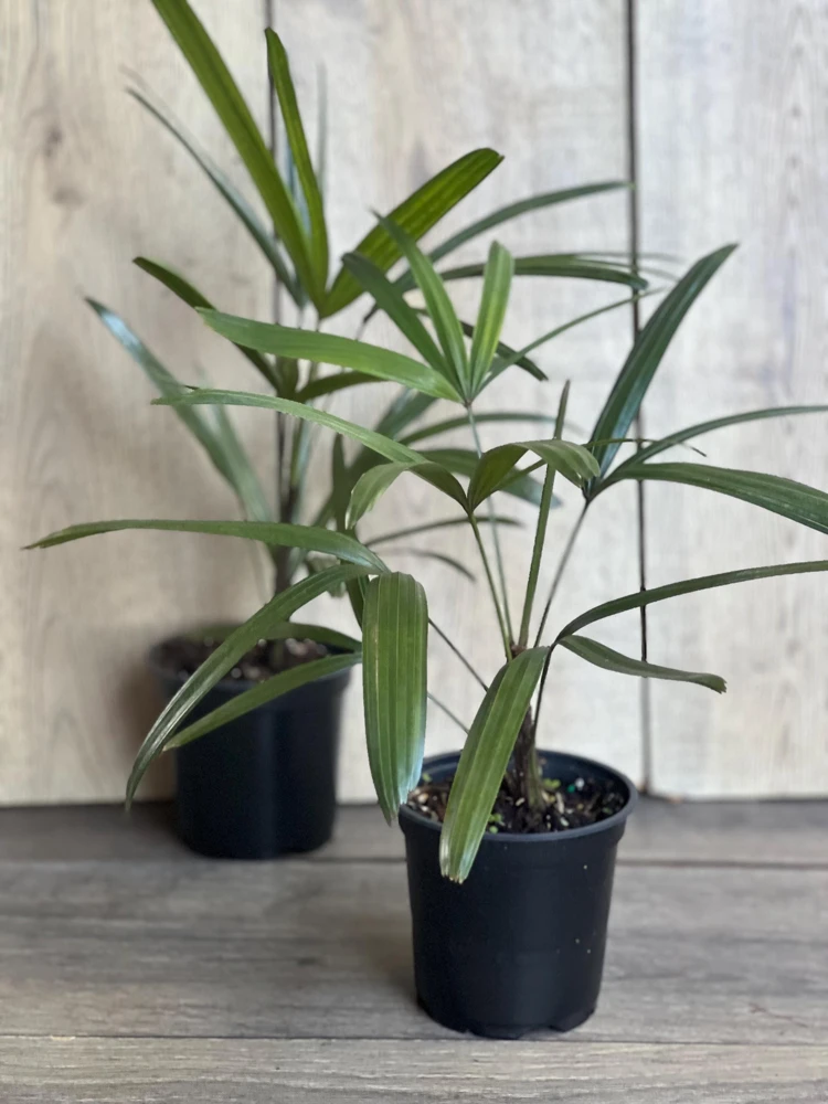 Rhapis Palm Live Plant - Lady Palm in 4" Pot - Air Purifying Indoor/Outdoor - Cannot ship to CA - Image 1