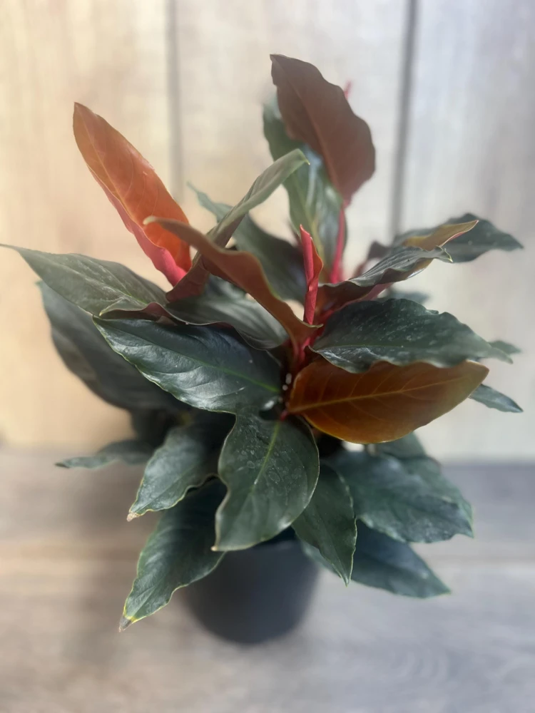 Rhodospatha Rojo Live Plant 6 inch Pot - Rare Aroid Houseplant - Cannot ship to CA - Image 2