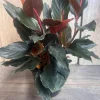 Rhodospatha Rojo Live Plant 6 inch Pot - Rare Aroid Houseplant - Cannot ship to CA - Image 1