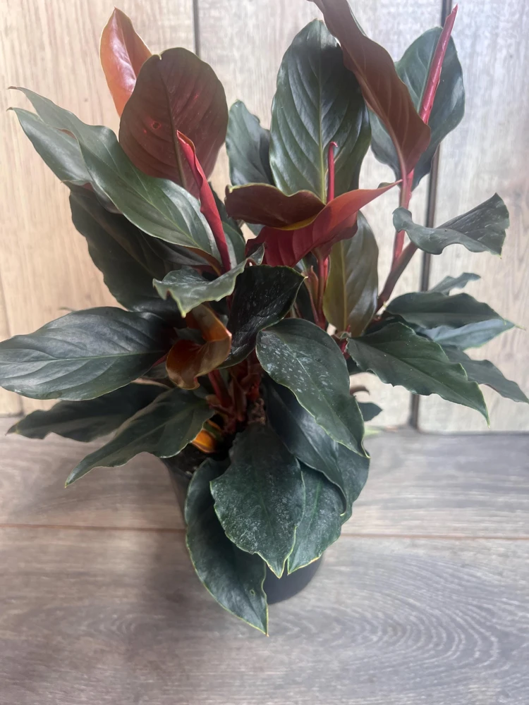 Rhodospatha Rojo Live Plant 6 inch Pot - Rare Aroid Houseplant - Cannot ship to CA - Image 1