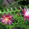 Ric Rac Cactus Live Plant (Disocactus anguliger) - 4 Inch Pot, Indoor - Cannot ship to CA - Image 1
