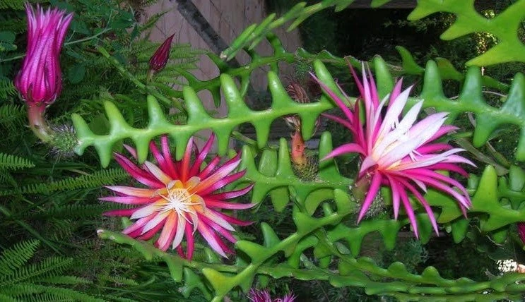 Ric Rac Cactus Live Plant (Disocactus anguliger) - 4 Inch Pot, Indoor - Cannot ship to CA - Image 1