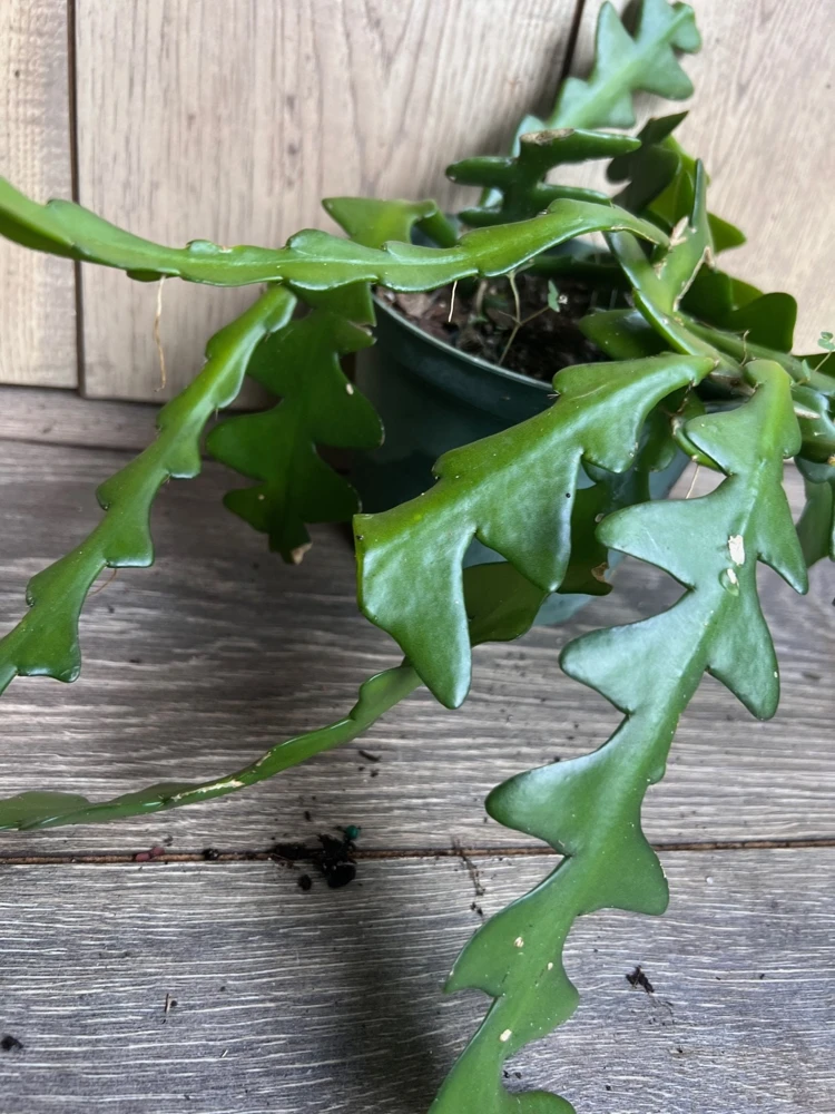 Ric Rac Cactus Live Plant - Fishbone Zigzag Epiphyllum Anguliger - 6 inch Pot - Cannot ship to CA - Image 2