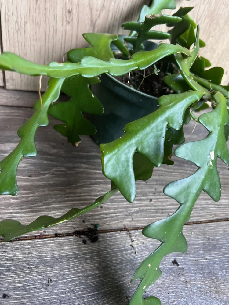 Ric Rac Cactus Live Plant - Fishbone Zigzag Epiphyllum Anguliger - 6 inch Pot - Cannot ship to CA - Image 3