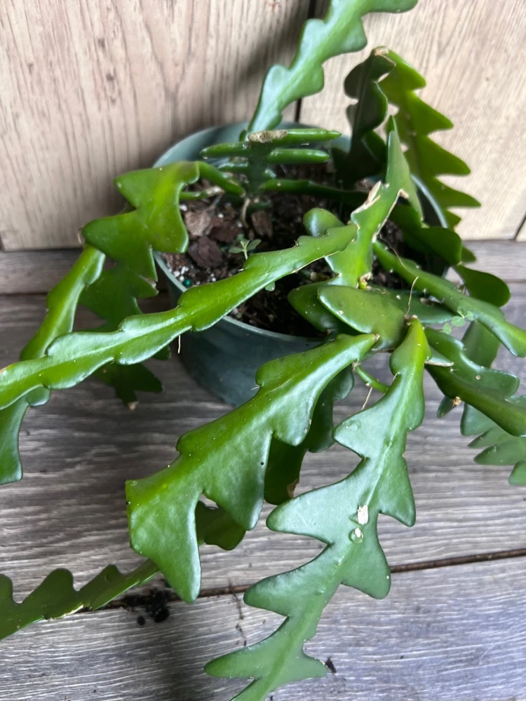 Ric Rac Cactus Live Plant - Fishbone Zigzag Epiphyllum Anguliger - 6 inch Pot - Cannot ship to CA - Image 5