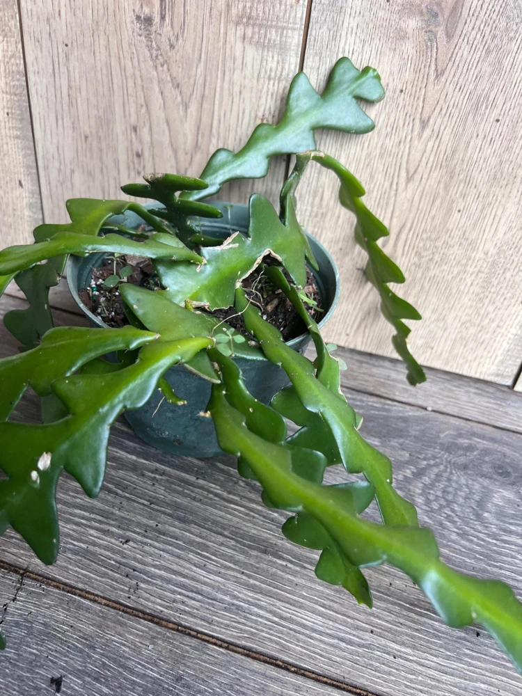 Ric Rac Cactus Live Plant - Fishbone Zigzag Epiphyllum Anguliger - 6 inch Pot - Cannot ship to CA - Image 6