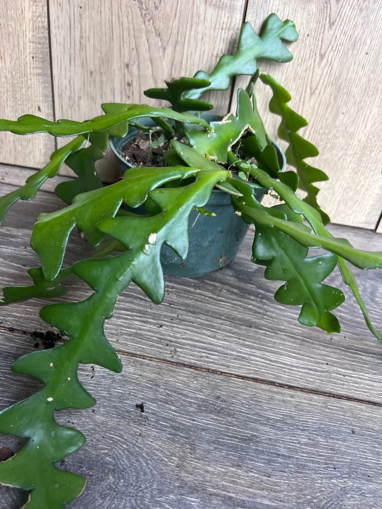 Ric Rac Cactus Live Plant - Fishbone Zigzag Epiphyllum Anguliger - 6 inch Pot - Cannot ship to CA - Image 7
