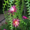 Ric Rac Cactus Live Plant - Fishbone Zigzag Epiphyllum Anguliger - 6 inch Pot - Cannot ship to CA - Image 1