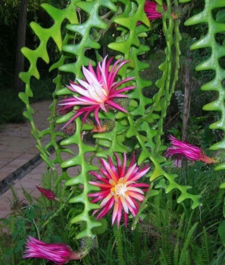 Ric Rac Cactus Live Plant - Fishbone Zigzag Epiphyllum Anguliger - 6 inch Pot - Cannot ship to CA - Image 1