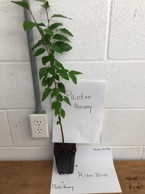River Birch Live Plant – Single Stem Tree – Quart Pot – Outdoor - Image 2