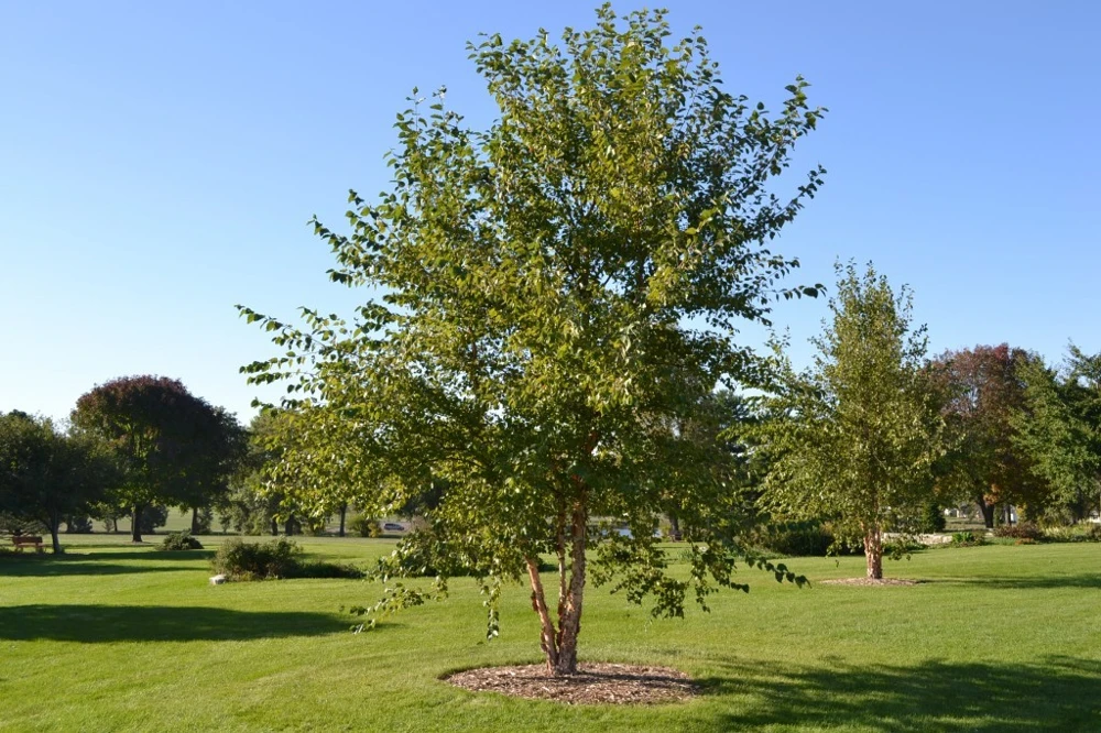 River Birch Live Plant – Single Stem Tree – Quart Pot – Outdoor - Image 3