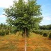 River Birch Live Plant – Single Stem Tree – Quart Pot – Outdoor - Image 1