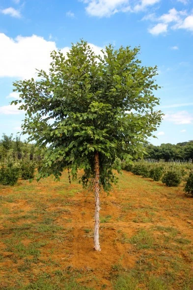 River Birch Live Plant – Single Stem Tree – Quart Pot – Outdoor - Image 1