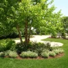 River Birch Multi-Stem Clump Tree – Live Plant – Quart Pot – Outdoor - Image 1
