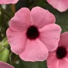 Rose Black Eyed Susan Vine Live Plant - Perennial Climber - Image 1