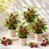 Roselle Hibiscus Live Plants for Planting - Set of 4, 4-8 Inch Tall, Outdoor - Image 1