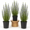 Rosemary Live Plants Set of 3, 4-6 Inch Tall Blue Rosemary Herb Shrub for Garden & Patio - Image 1