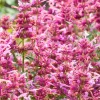 Rosie Posie Butterfly Bush Shrub - Live Plant - Fragrant Magenta Flowers - Image 1