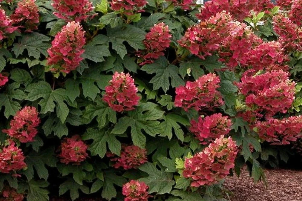 Ruby Slipper Hydrangea Live Plant – 4 ft Tall Bush – Outdoor Shrub - Image 2