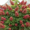 Ruby Slipper Hydrangea Live Plant – 4 ft Tall Bush – Outdoor Shrub - Image 1