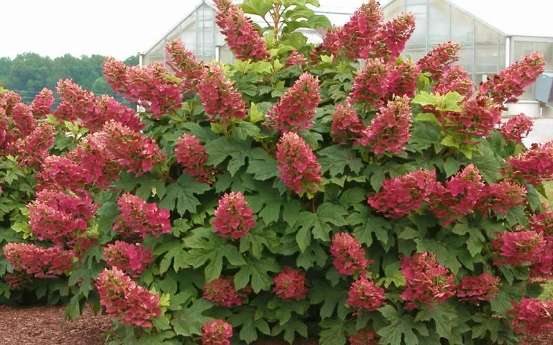 Ruby Slipper Hydrangea Live Plant – 4 ft Tall Bush – Outdoor Shrub - Image 1