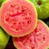 Ruby Supreme Guava Live Plant – Psidium guajava Tree – 10 inch Pot – Tropical Fruit - Cannot ship to CA - Image 1