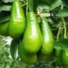 Russell Avocado Tree Live Plant, Grafted, 3 Gallons Pot, Outdoor Fruit Tree - Cannot ship to CA - Image 1