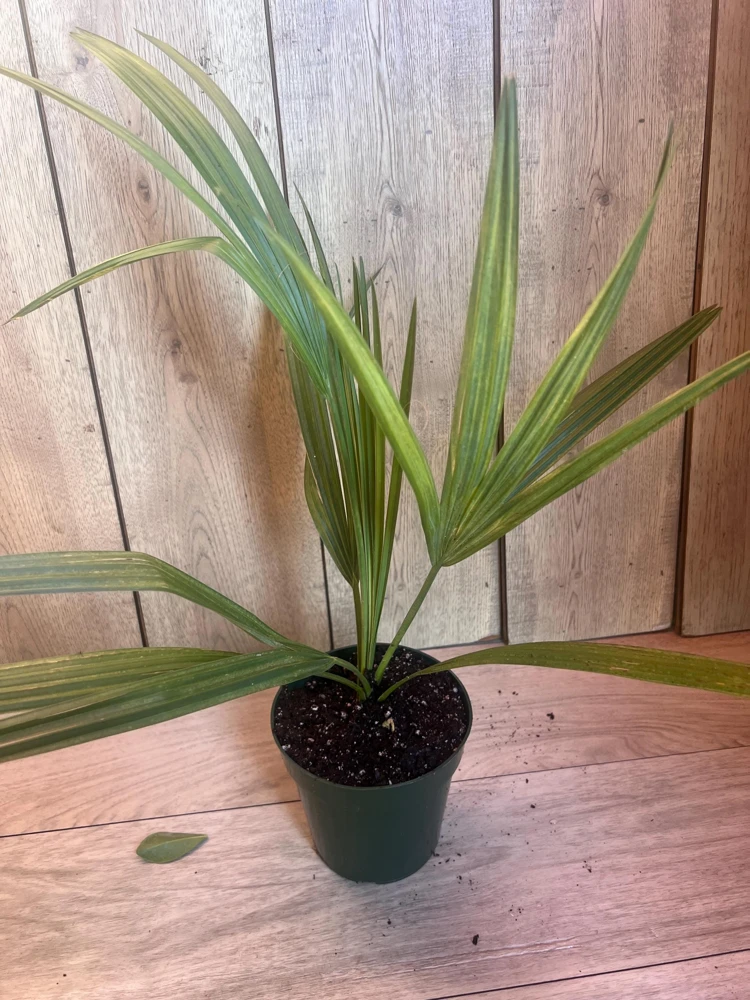 Sabal Causiarum Palm Live Plant - Rare Puerto Rican Fan Palm - 6 inch Pot - Outdoor Tropical Tree - Cannot ship to CA - Image 2
