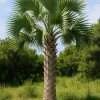 Sabal Causiarum Palm Live Plant - Rare Puerto Rican Fan Palm - 6 inch Pot - Outdoor Tropical Tree - Cannot ship to CA - Image 1