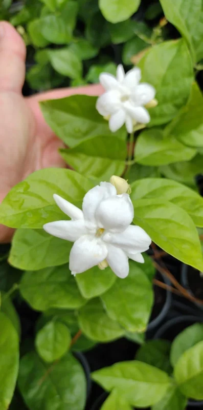Sambac Jasmine Live Plant – Fragrant Blooms, 4 inch Tall Starter Plant, Easy Care - Image 2
