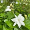 Sambac Jasmine Live Plant – Fragrant Blooms, 4 inch Tall Starter Plant, Easy Care - Image 1