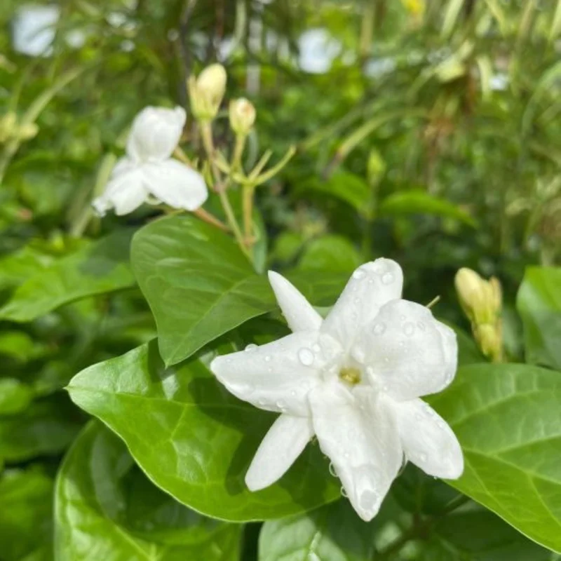 Sambac Jasmine Live Plant – Fragrant Blooms, 4 inch Tall Starter Plant, Easy Care - Image 1