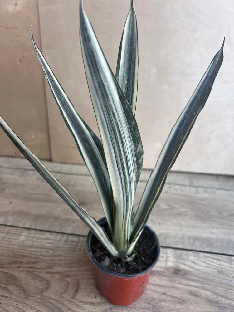Sansevieria Bantel's Sensation Live Plant – 4 inch Pot – Indoor Snake Plant - Cannot ship to CA - Image 2