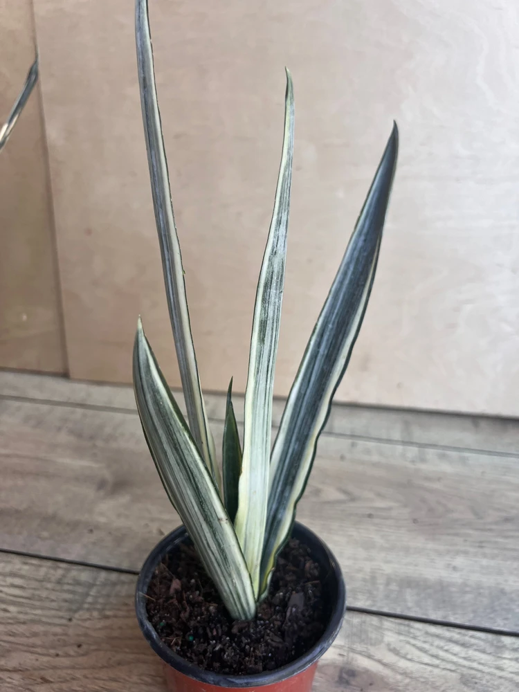 Sansevieria Bantel's Sensation Live Plant – 4 inch Pot – Indoor Snake Plant - Cannot ship to CA - Image 3