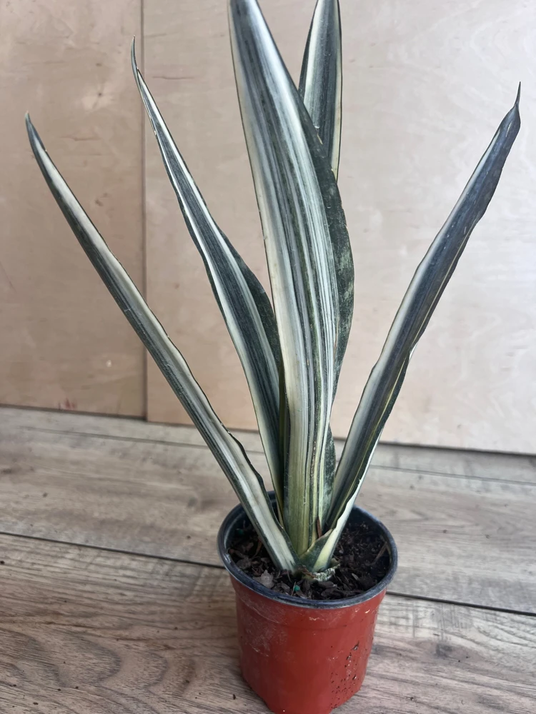 Sansevieria Bantel's Sensation Live Plant – 4 inch Pot – Indoor Snake Plant - Cannot ship to CA - Image 4