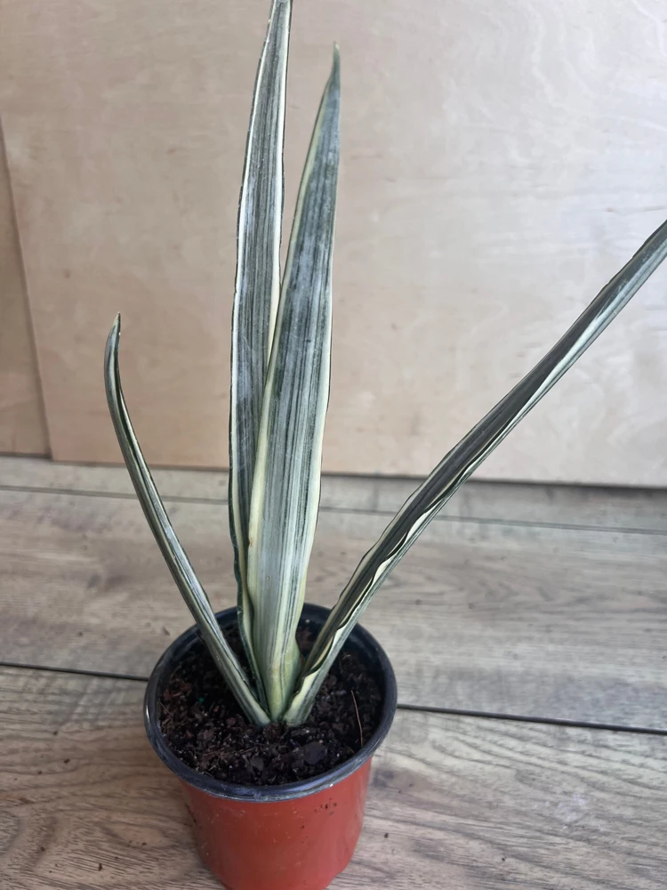 Sansevieria Bantel's Sensation Live Plant – 4 inch Pot – Indoor Snake Plant - Cannot ship to CA - Image 5