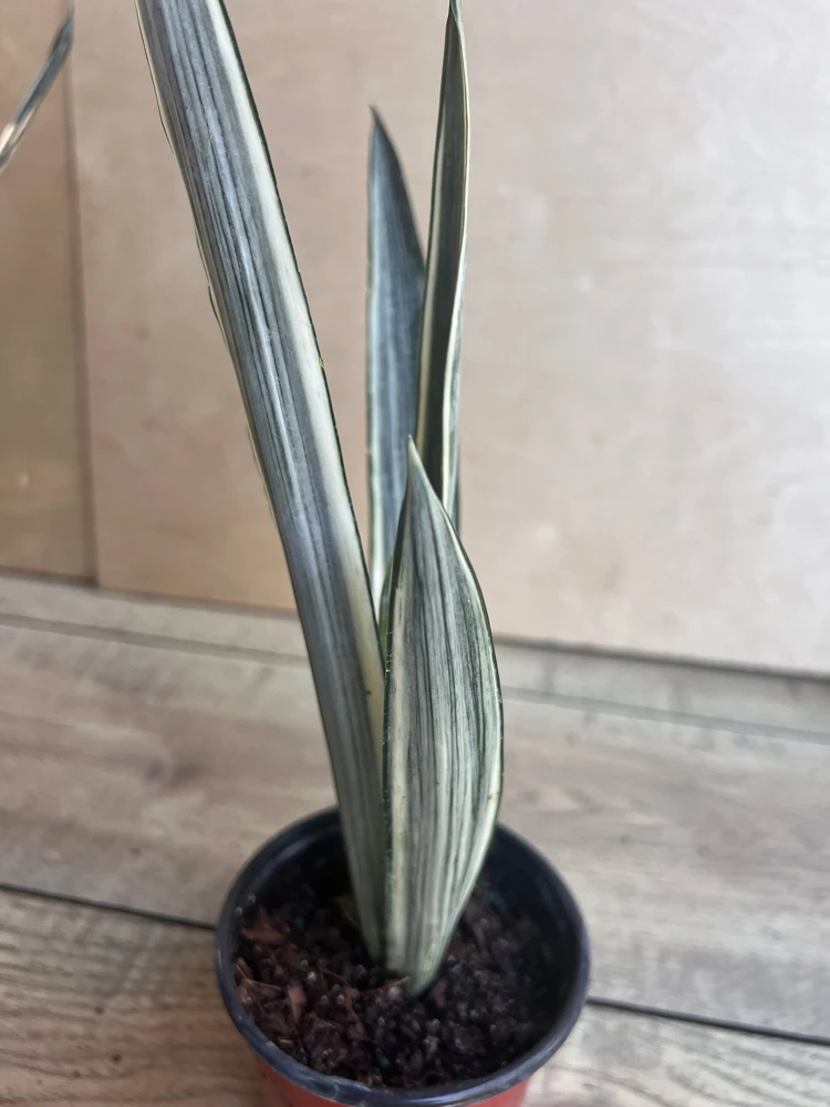 Sansevieria Bantel's Sensation Live Plant – 4 inch Pot – Indoor Snake Plant - Cannot ship to CA - Image 6