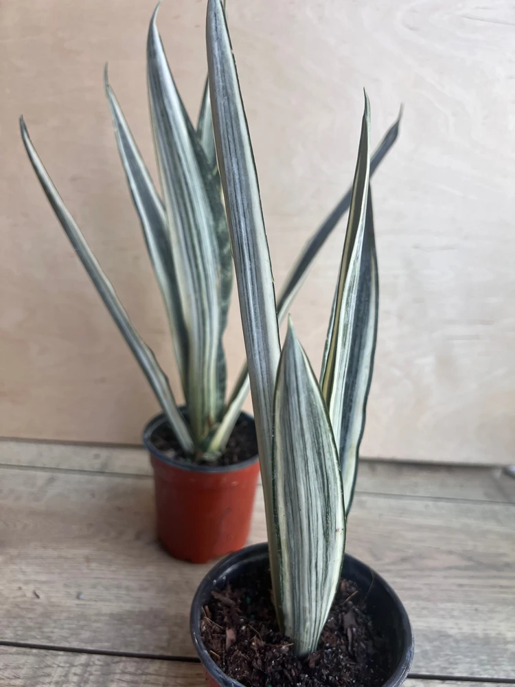 Sansevieria Bantel's Sensation Live Plant – 4 inch Pot – Indoor Snake Plant - Cannot ship to CA - Image 7