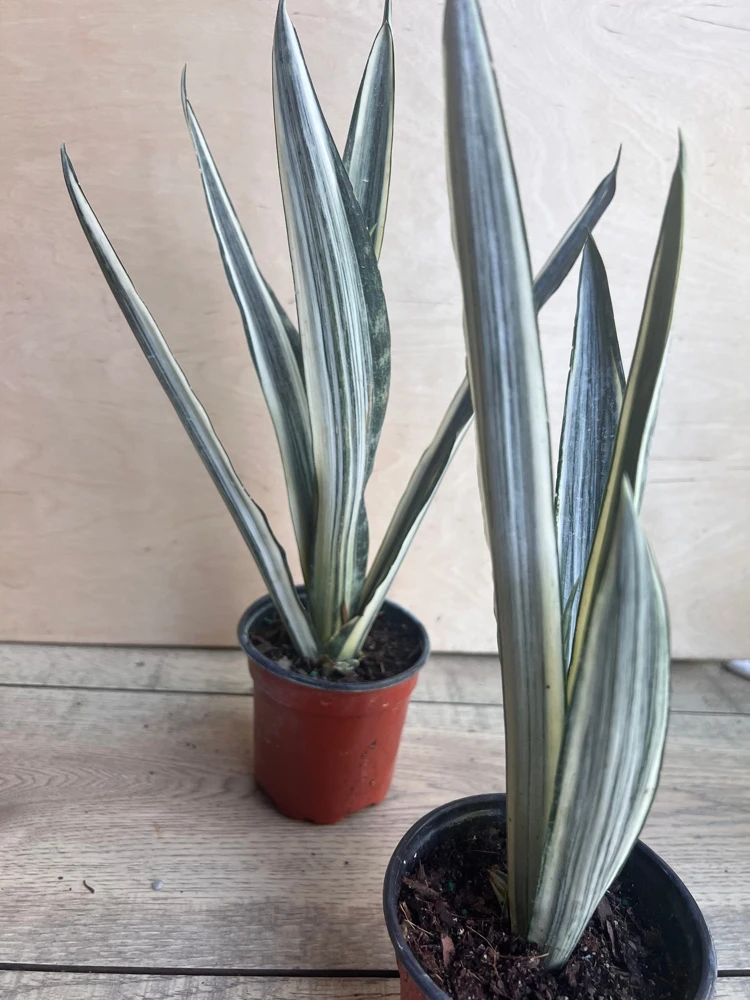 Sansevieria Bantel's Sensation Live Plant – 4 inch Pot – Indoor Snake Plant - Cannot ship to CA - Image 8