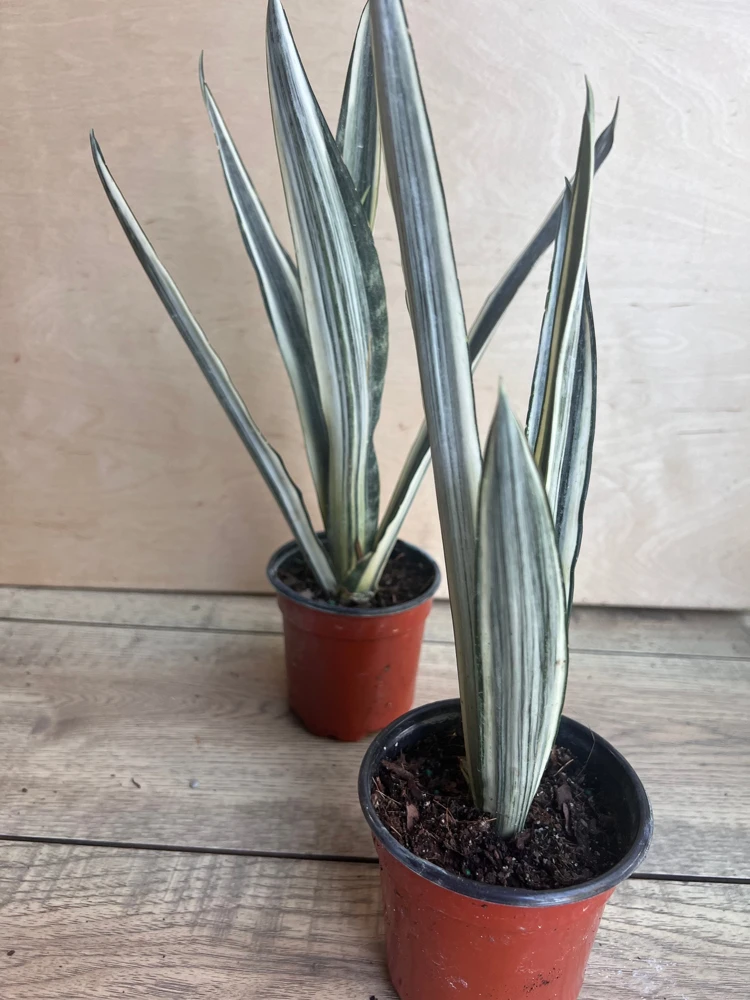 Sansevieria Bantel's Sensation Live Plant – 4 inch Pot – Indoor Snake Plant - Cannot ship to CA - Image 9