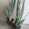 Sansevieria Bantel's Sensation Live Plant – 4 inch Pot – Indoor Snake Plant - Cannot ship to CA - Image 1